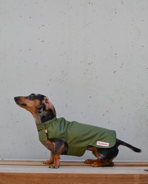 Dachshund wearing 50g lightweight waterproof raincoat, staying dry and stylish in any weather.