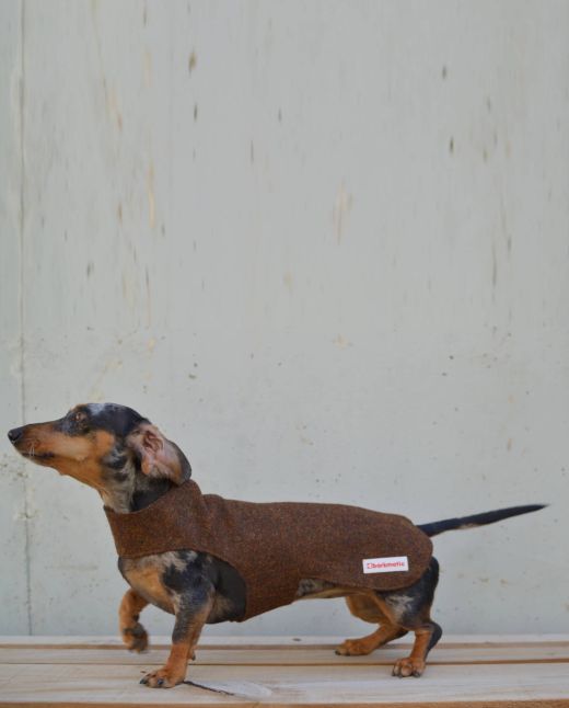 Harris  dachshund coat  | brown mix