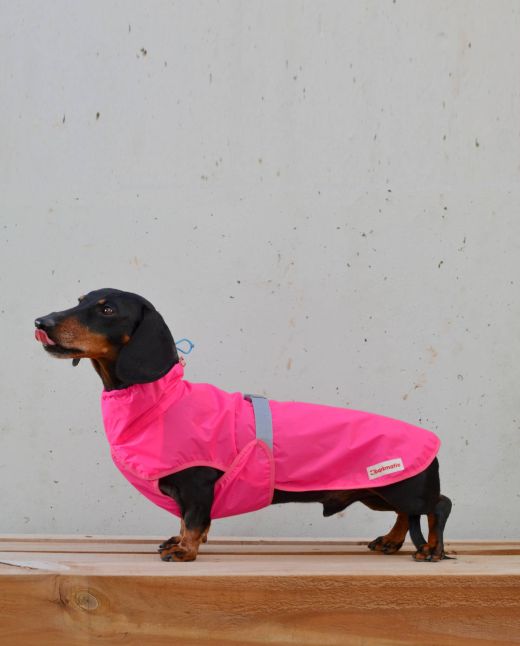 Dachshund wearing the Rainbuster Dachshund Coat, providing waterproof protection.