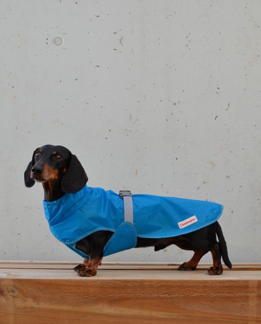 Rainbuster dachshund coat | turquoise
