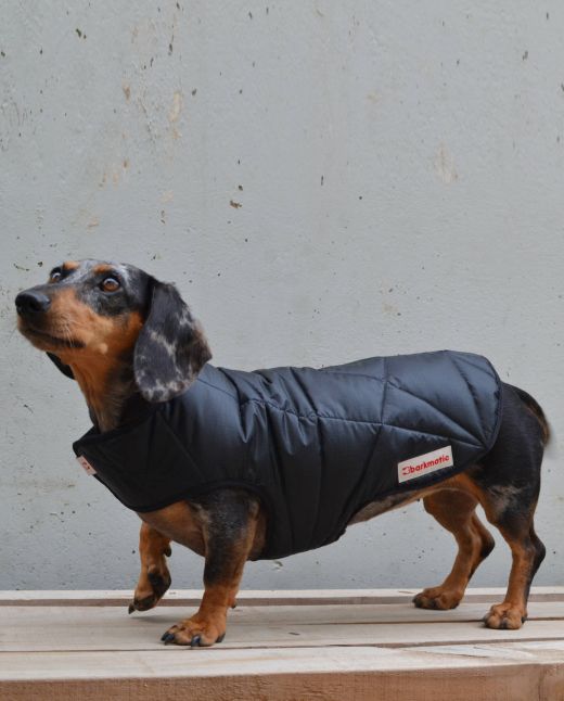 Dachshund wearing waterproof and insulated Winterwarmer coat, staying dry and cosy in cold weather.