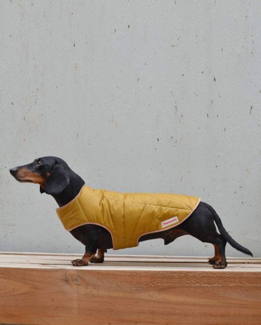 Dachshund wearing waterproof and insulated Winterwarmer coat, staying dry and cosy in cold weather.
