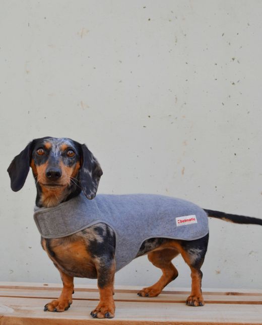 Dachshund showcasing the Woolly Dachshund Coat, crafted from hand-felted wool for winter warmth and style."