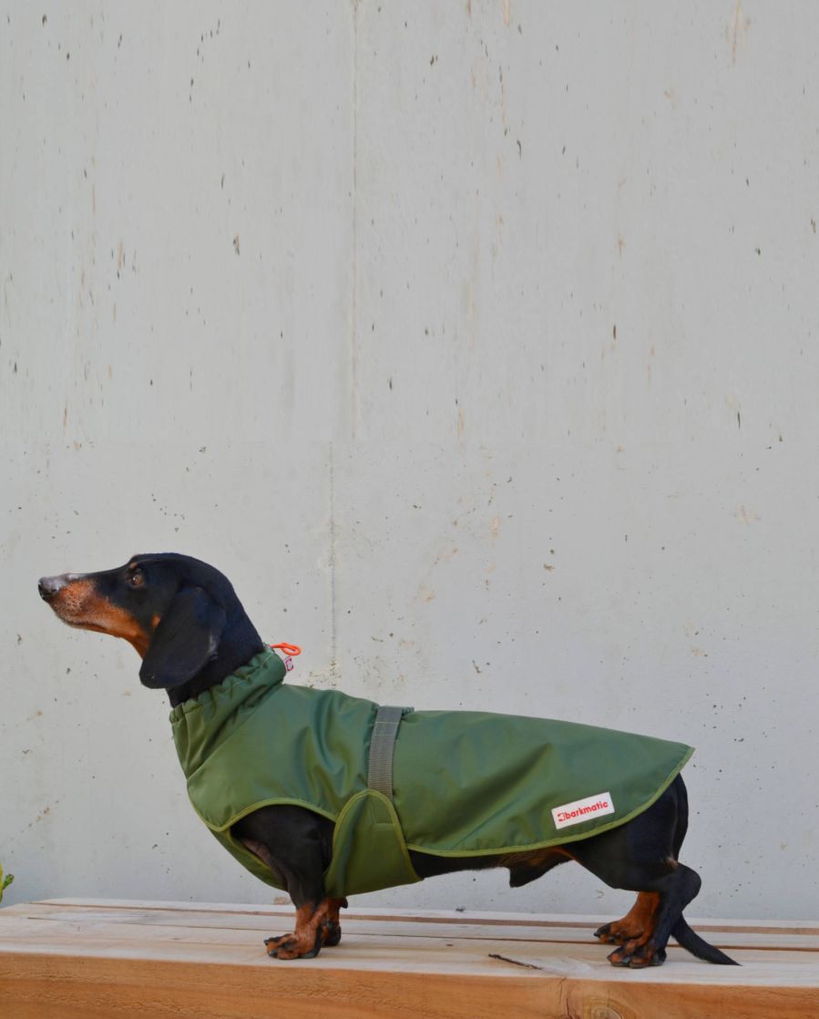 Dachshund showcasing the Cocoon Dachshund Coat, providing waterproof and insulated protection.