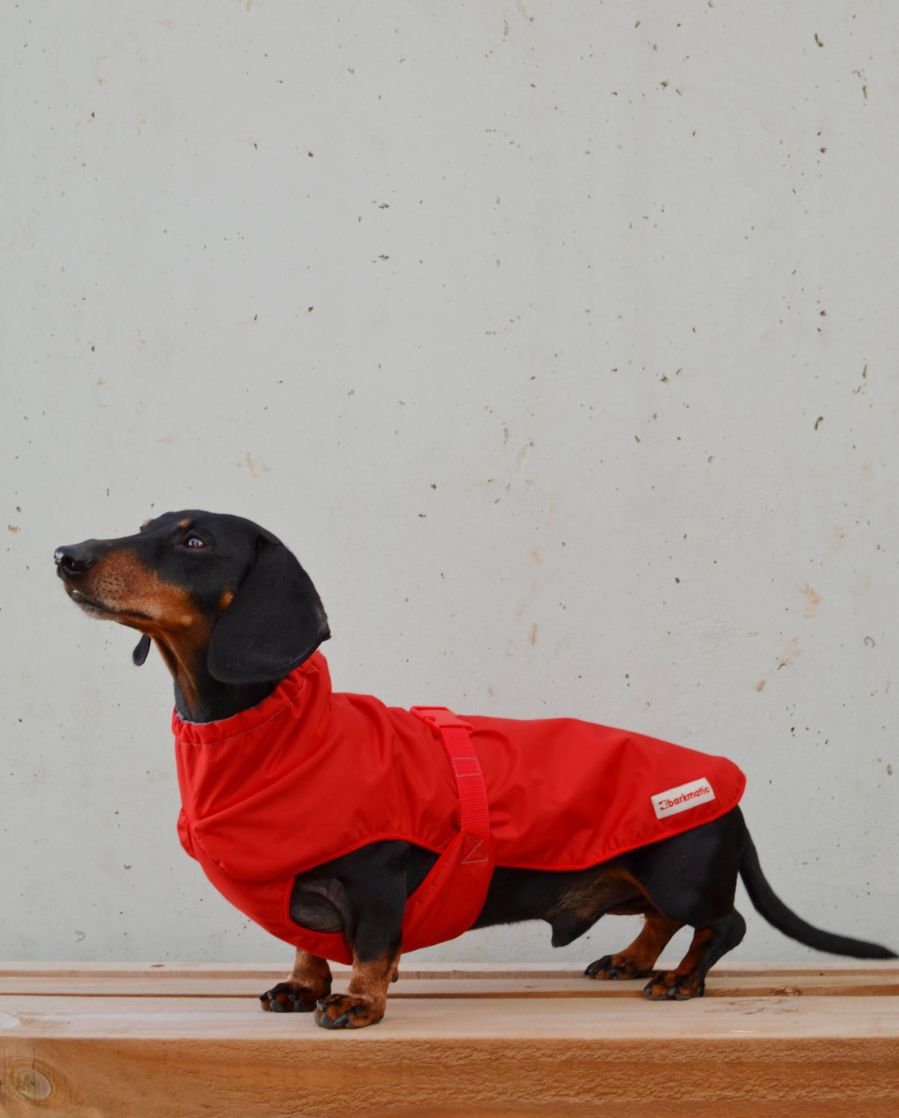 Dachshund showcasing the Cocoon Dachshund Coat, providing waterproof and insulated protection.