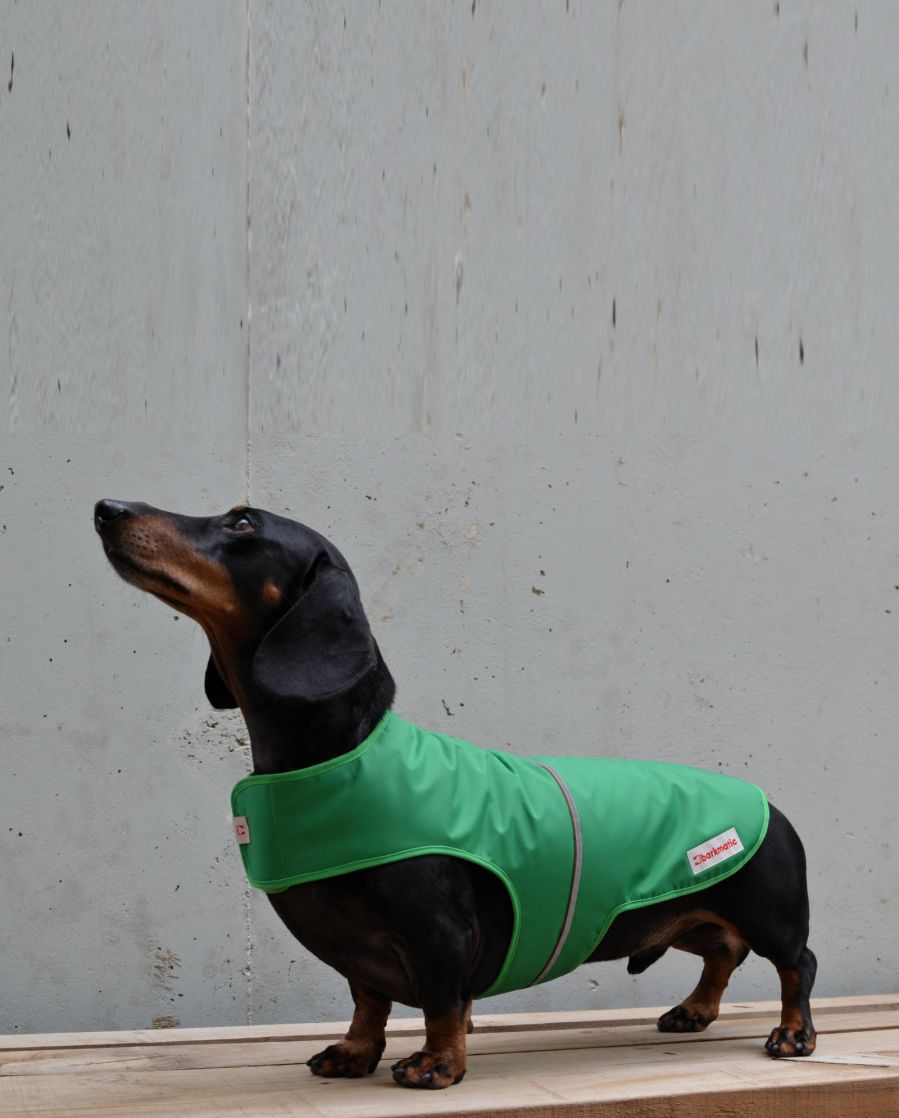 Dachshund modeling the Explorer Dachshund Coat, showcasing waterproof and reflective features.