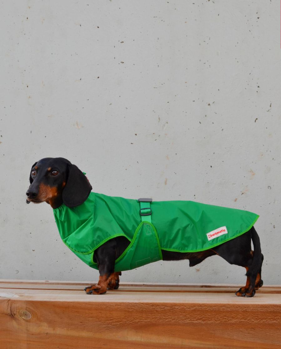 Dachshund wearing the Rainbuster Dachshund Coat, providing waterproof protection.