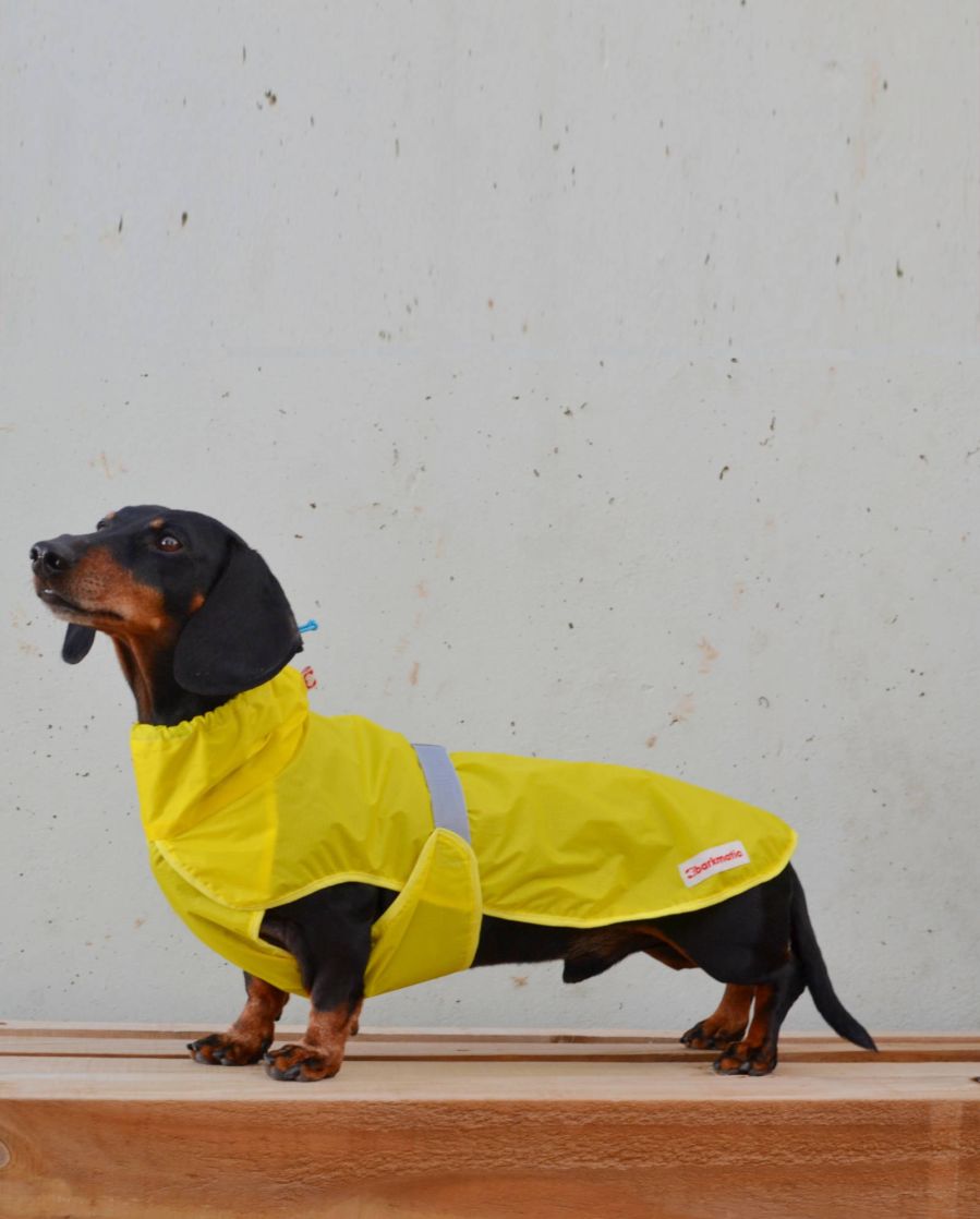 Rainbuster dachshund coat | yellow