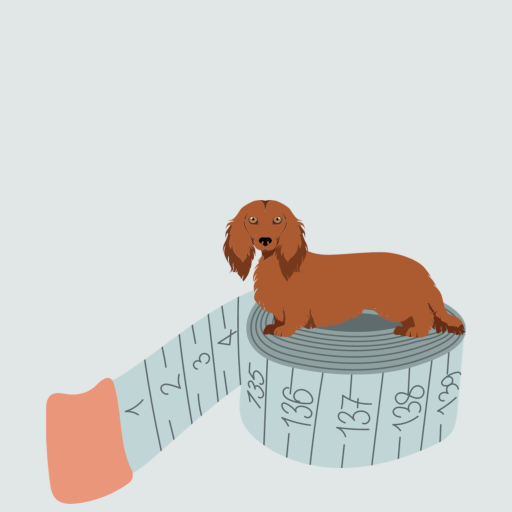 Why it really matters to have a well-fitting coat for your dachshund