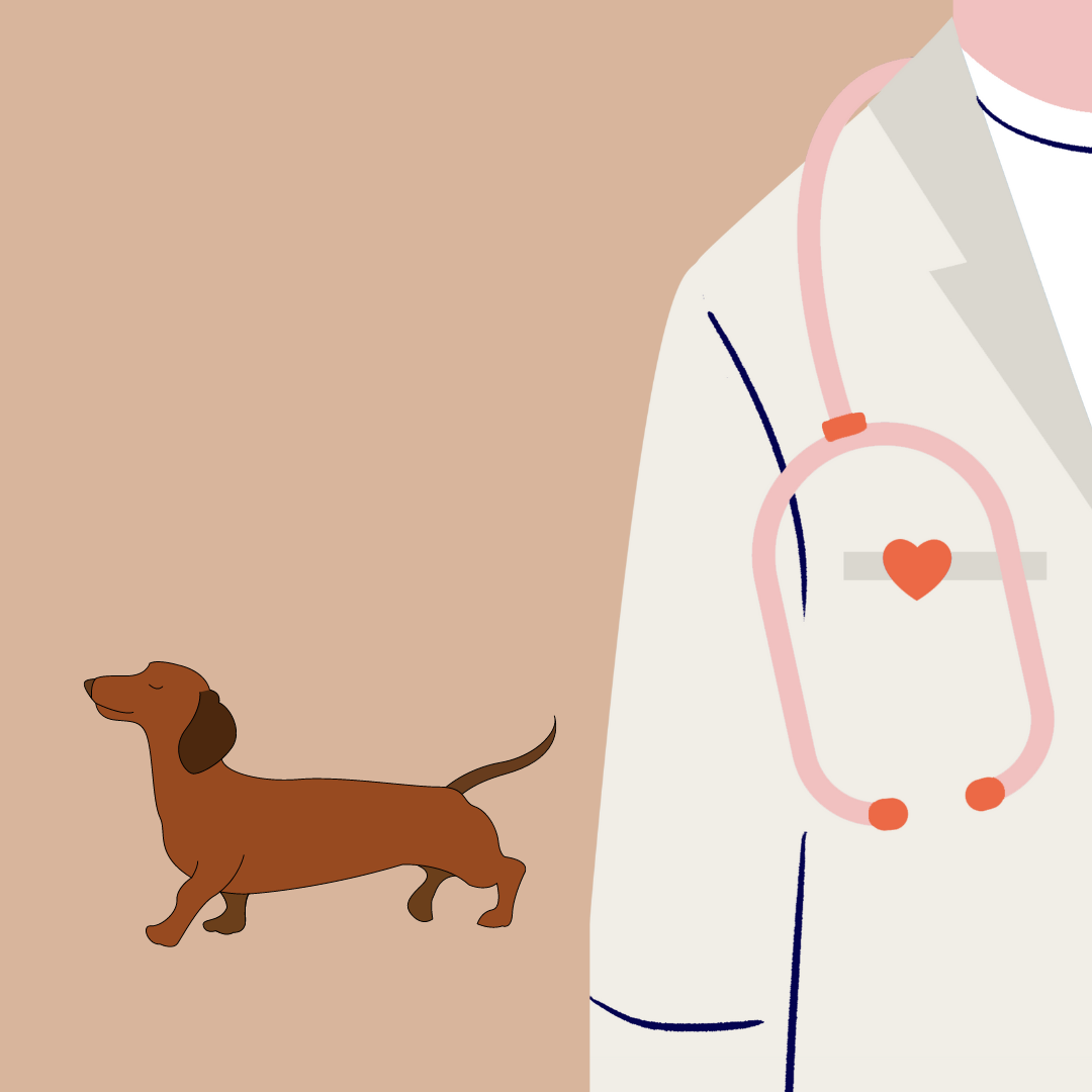 Dachshund health: here's a great resource