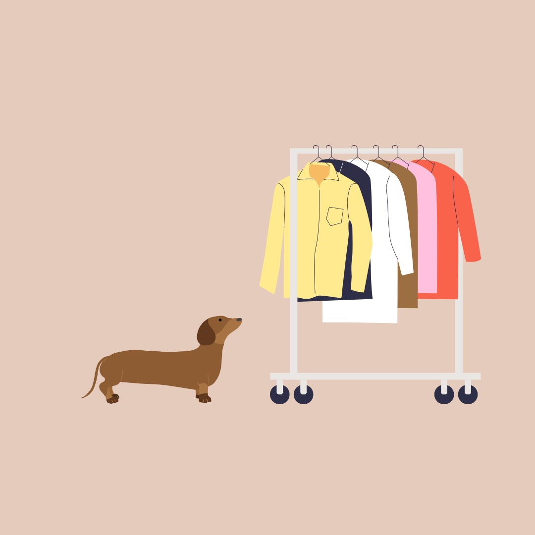 Do dogs really need coats? Reasons why your dachshund could benefit from a dog coat