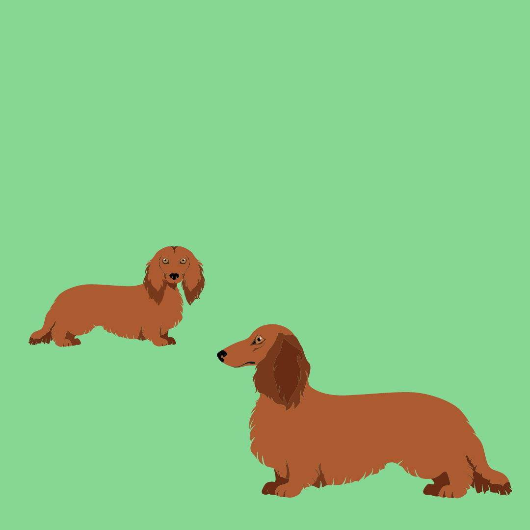 Double dogs: Getting a second dachshund