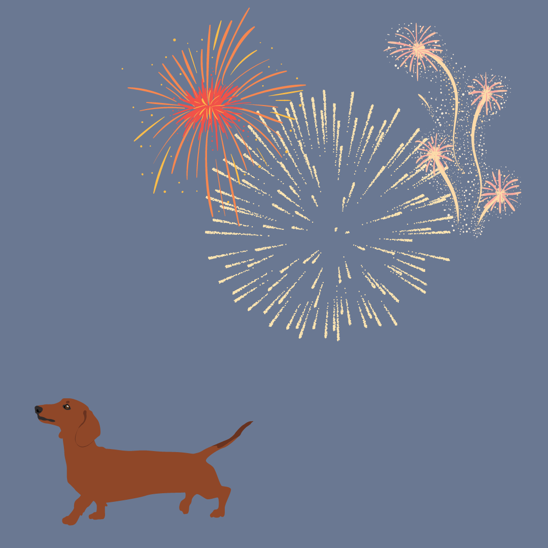 Dachshunds and firework season: how to help if your dog does not enjoy fireworks 