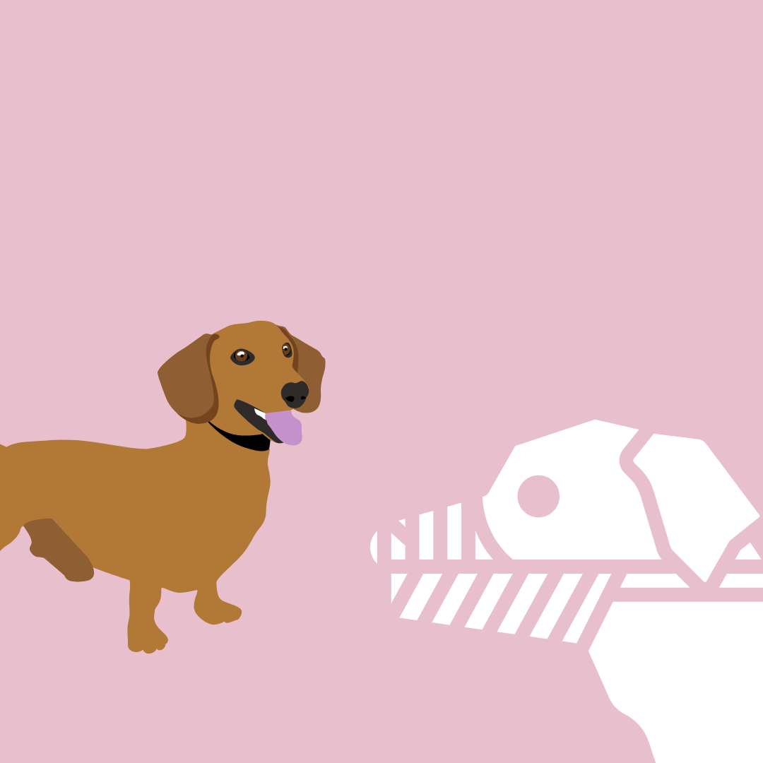 Muzzles and dachshunds: is this a good idea?