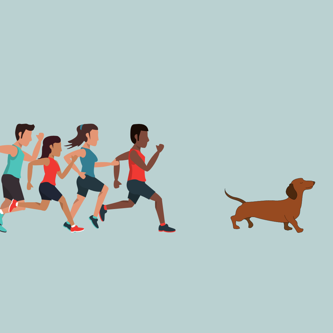 Would you go running with your dachshund? 