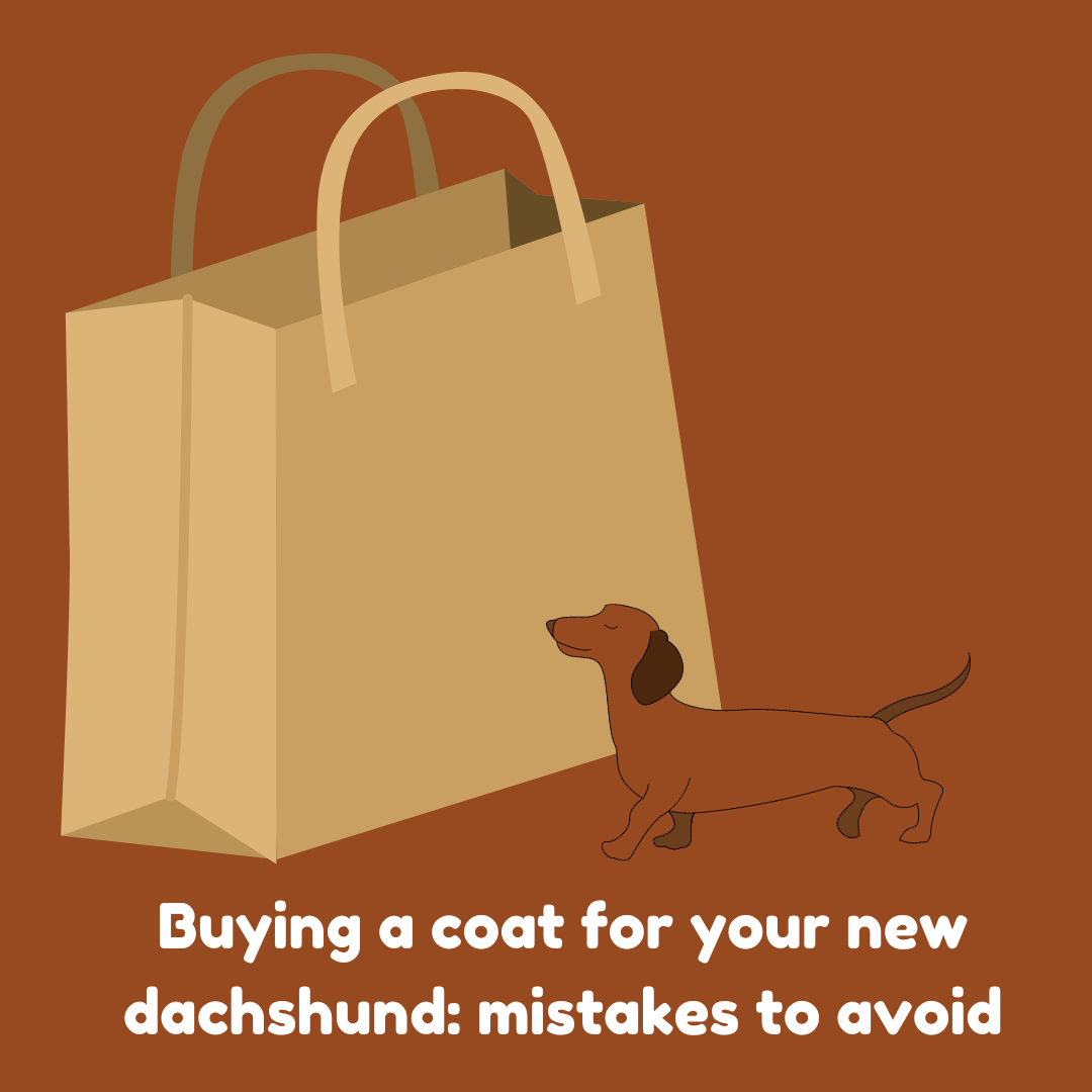 Buying a coat for your new dachshund: mistakes to avoid