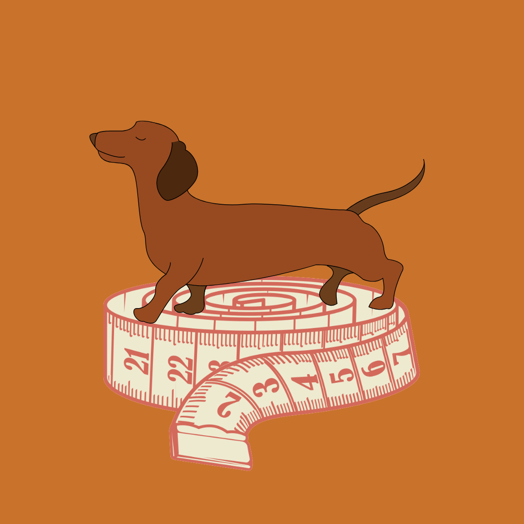 Dog coats for dachshunds: custom-fit vs. off-the-peg?